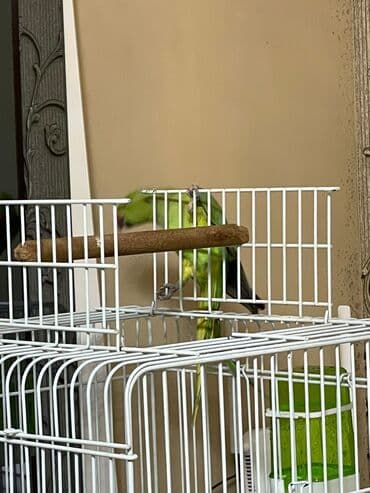 приют для кошек в баку: Ojerelya Arjelya Ajarelya Ojeralya Tutuquşu Yaşıl Pakıstan Tutuquşu — 9