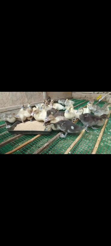 mirvari ordək: Məhsul: Muskoviy ördək bala­ları (indoutka balaları) Təsvir: - — 2