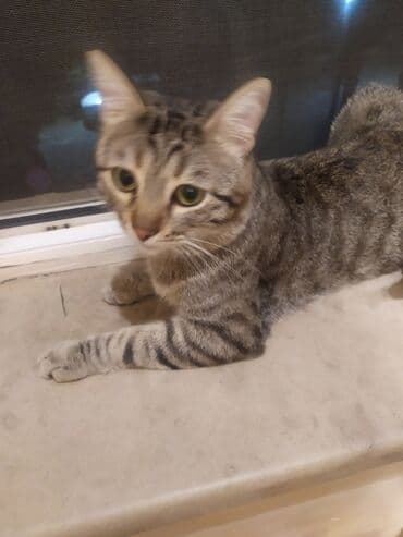 pişiy cinsləri: Erkək — 2