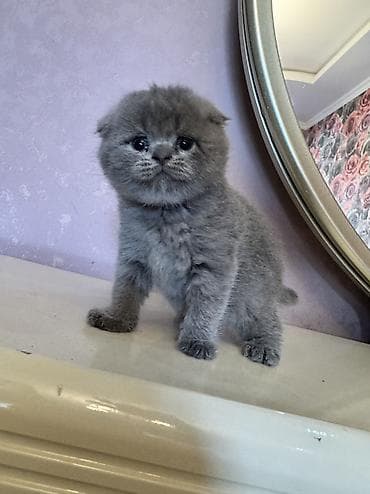 pisik balasi: Scottish fold balasi miwka satiwda. deqiq alici yazsin — 4