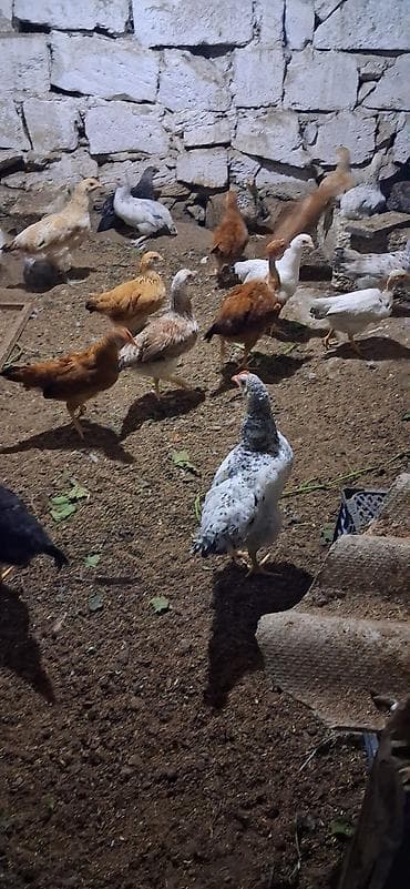 hündüşqa cücəsi: Toyuq cücələri, Damazlıq — 4