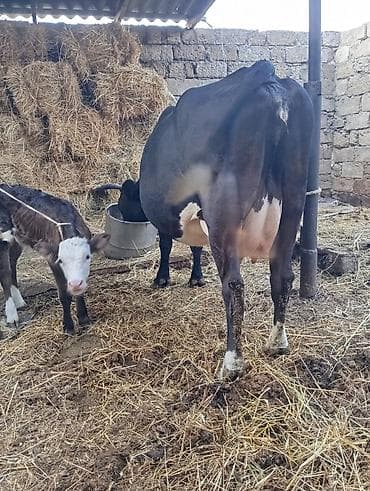 limuzin inek: Uçuncu qarın 10 gundu doğub erkek balaile satılır 10 12 l sud verir — 2