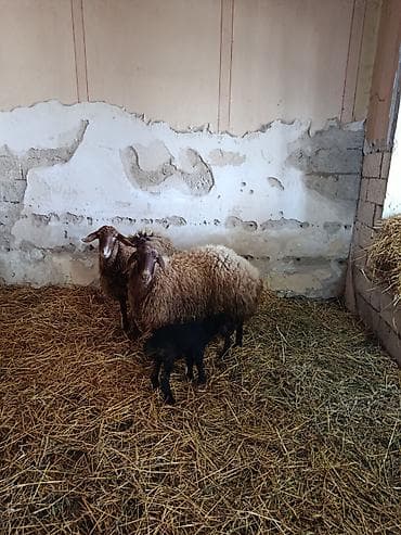 Ana bala qoyunlar satilir