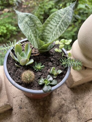 продажа комнатных растений: Her nov guler var endirimnen verecem Gencedi istiyen yazsin satiş — 15