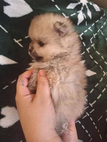 it adlari azeri: Şpitz — 4