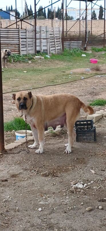 sərab çoban iti: Qurdbasar, 3 il, Dişi, Peyvəndli, Ödənişli çatdırılma — 4