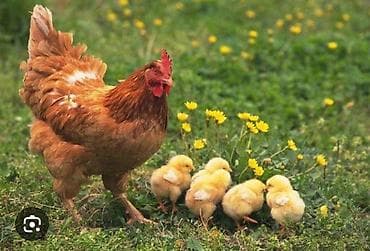 bağ evi işi: Toyuq, Yumurtalıq — 1