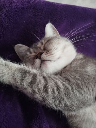 art tekstil: Rəng - Bənövşəyi Mikrofiber Pled — 1