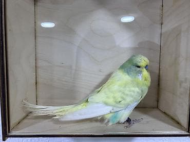 tuk tuk mmc: Salam . Jumbo erkək quşlar satılır hamısı hazır erkəylərdi çoxsu cütdə — 4