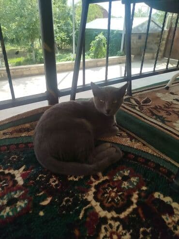 британская голубая кошка: Русская голубая, В добрые руки — 1