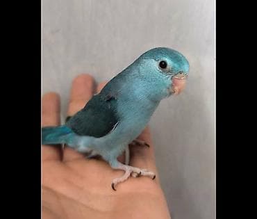 bulbul qusu: 4 aylığ forpus erkəy satılır qiymət 90 manat qiymət sondu aşağı ver — 1