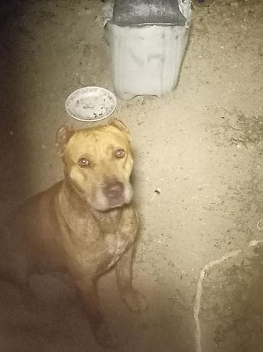 pidbul: Pitbul, 6 ay, Erkek, Peyvəndli, Ünvandan götürmə — 3