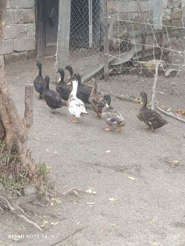 bakida cins ineklerin satisi: Ordekler satilir 10 m — 1