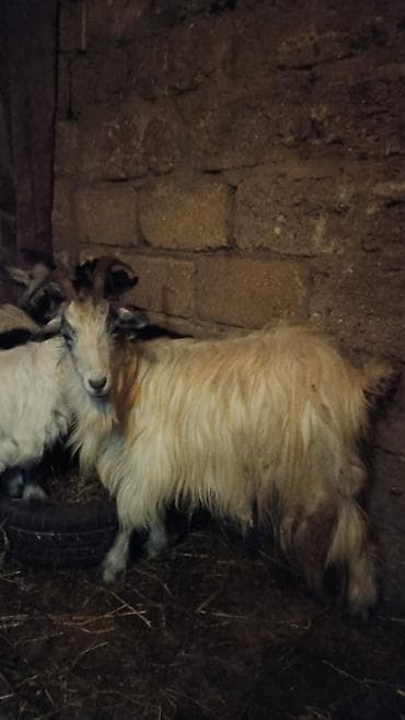 tap az heyvanlar: Heyvan 1nci qarına dişi bala ilə ana bala satılır balası 1ay — 1