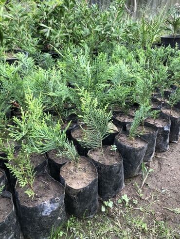 bitki satışı: LEYLANDRA. Thuja (küknar tipli həmişəyaşıl) şitilləri - Qara — 1