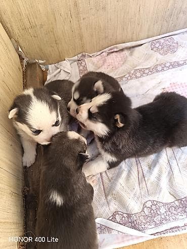 it yuvası satilir: Xaski, 1 ay, Dişi, Ünvandan götürmə — 3