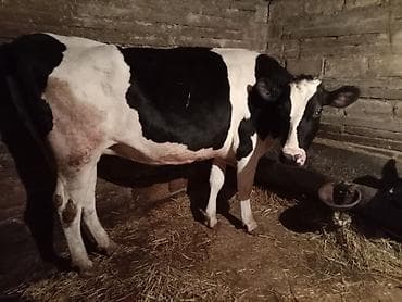 Məhsul: Qaramal və xırdabuynuzlu heyvan - İri buynuzlu: Qara-ağ — 3