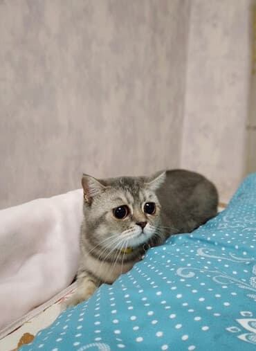 отдам котенка в хорошие руки: Самка, В добрые руки — 1