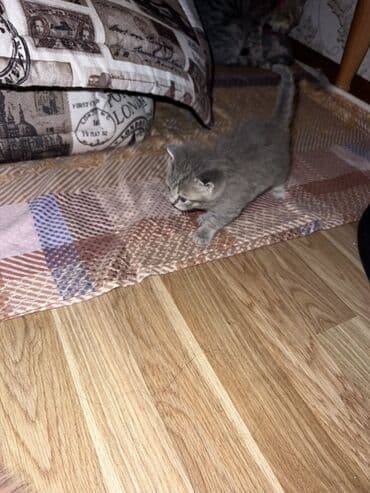 maykonq pişik: Britan, Erkək, Dişi, Ünvandan götürmə — 7