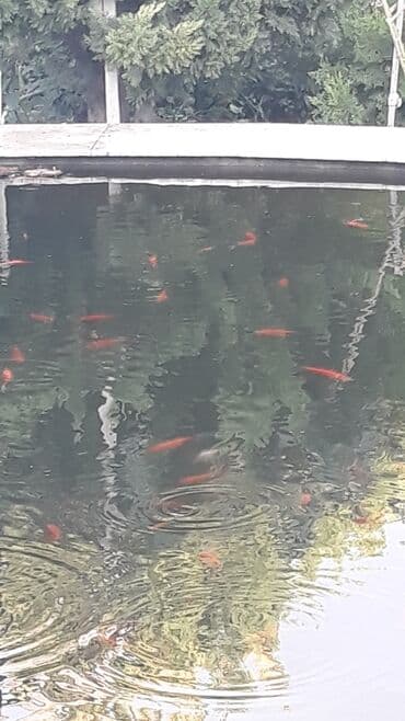 nemo baligi: Yapon qizil baliqlari — 1