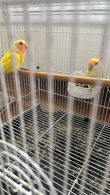 клетка для попугая купить: Sevgi quşları (lovebird) cütü və qəfəs dəsti - Növ: Lovebird (sevimli — 1