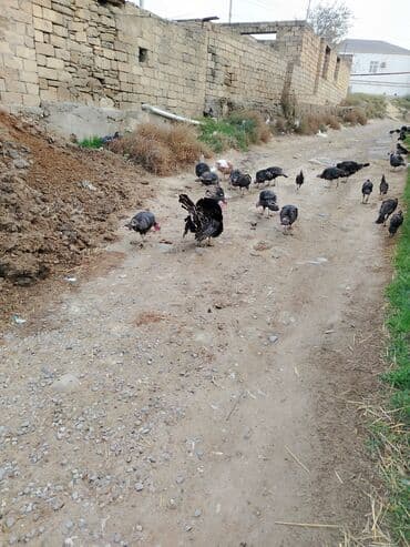 золотая шиншилла купить: Həm ətlik həm damazlıq 38 ədəd fərə hinduşka diri çəki 16 manat — 7