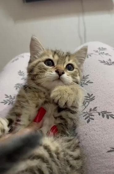 sahiblenme: Britan — 6