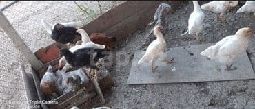 cins ineklerin qiymeti: Salam, kend colpalari satilir, suali olna yalniz vatsapa yazsin — 4