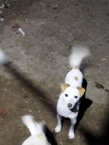 balaca it cinsleri: Balaca ölçülü it – ağ tüklü, qulaqları və belində açıq qəhvəyi — 10