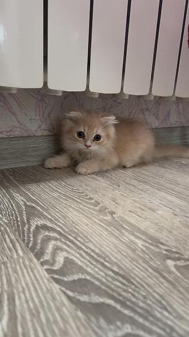 pișik: Şotland yastı qulaq, Erkək, Dişi — 8