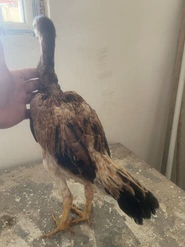 sumqayıtda cucə satışı: 5aylarına az qalb. Super cins qandılar. Kimnən gəldiyini voda ətraflı — 7