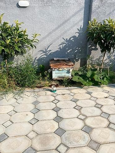 saanen keçiləri: *Seva Xirdalan* ari yeşiyi satilir. Arilar saqlamdir.Kecen ilin — 1