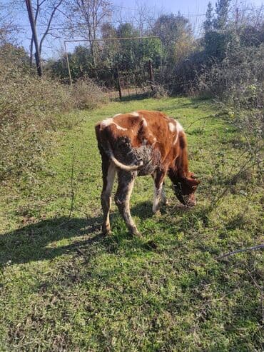 Qırmızı-ağ rəngli buzaq satılır. - Cins: südlük-ətlik tipli, al-alaq