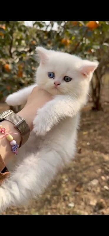 pişik tualet: Şotland — 1