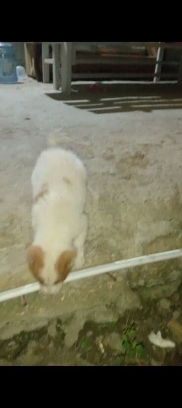 itlərin satışı: Balaca it balası - Cins: çoban iti (şirin, ağ-qəhvəyi rəngli) - Yaş — 2