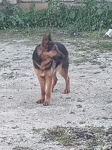 golden it cinsi: Alman çoban iti, 6 ay — 4