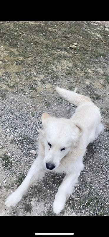 Başqa xidmətlər: Retriver temiz Ev itidir dil kamanda bilir oynamagi sevir remensiz — 5