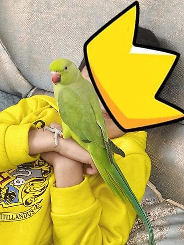 tutuquşlar: Hind halqalı (ringneck) papuqay – 5 söz bilir ələ gələndi qəfəsi də — 5