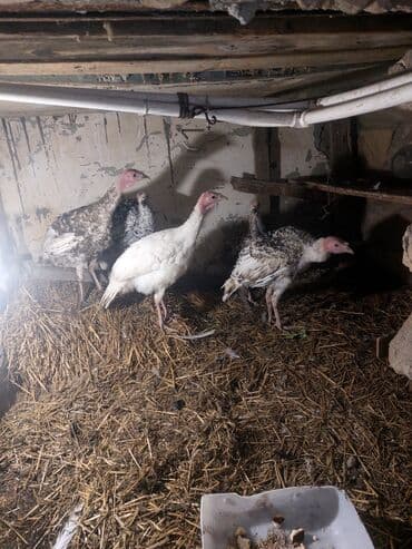 chihuahua qiymeti: Salam QIYMET SONDUR qiymete gore zeng eleme 5 eddeddir 3 ayliqdirlar — 3