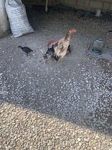 heyvan satışı: Salam aleykum heyratı ana və 6 ədəd colpalar satılır hamsı bir yerdə — 2