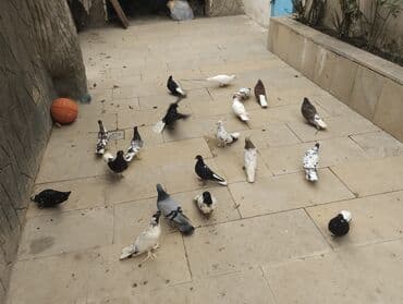 göyərçin yuvası: Satış: bəzək və uçuş üçün yerli cins göyərçinlər qrupu Xüsusiyyətlər — 3