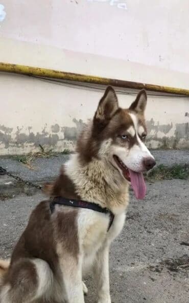 qafqaz coban iti satisi: Xaski, 1 il, Erkek, Peyvəndli, Ünvandan götürmə — 2