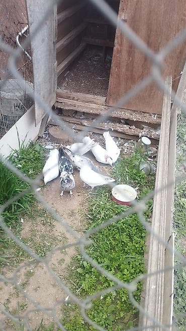 İtlər: Göyərçinlər koven balalardi coxu - Növ: ev göyərçinləri (ağ və ala — 2