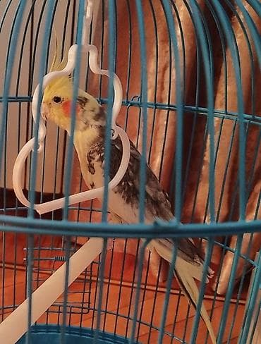 Erkekdi çox gözel oxuyur vitaminleri verilib yuva qızdırır : Nimfa lalafo.az -da Erkekdi çox gözel oxuyur vitaminleri verilib yuva qızdırır : Nimfa