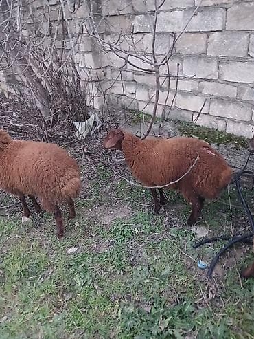 Quzu – 3 baş satiram 2 erkek bir dişidi