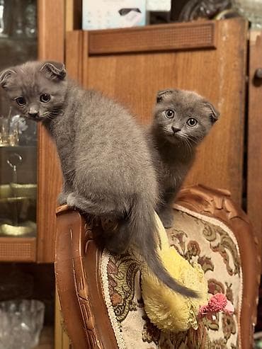 Şotland yastı qulaq