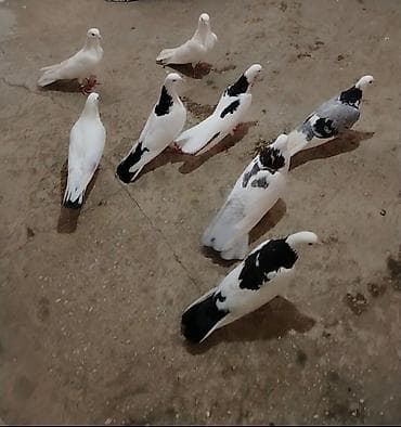 Tergizilme quslar pula ehtiyac var diye bu qiymete qoyulub bir birinen