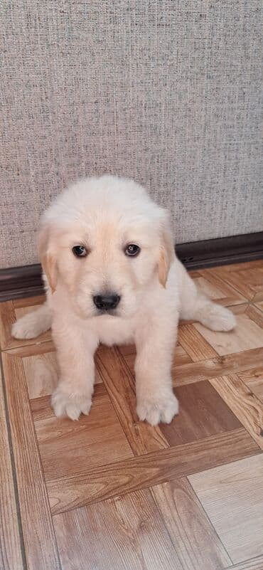 ingilis setteri it cinsinin adi: Retriever, 2 ay, Erkek — 3