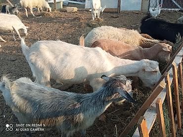 kecı: Super damazlıq heyvanların satışı var.kimə maraqlıdır büyüsün.ana bala — 2