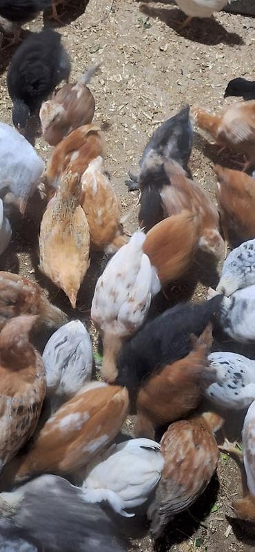 ataks cuce: Toyuq cücələri, Damazlıq — 6